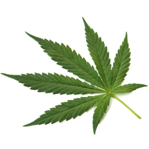 The Science Behind Autism and Cannabis