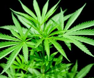 Children with Autism Could Soon See the Benefits of Medical Marijuana