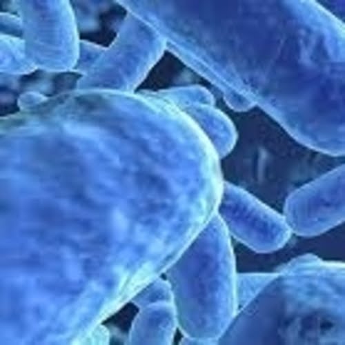 Could A Simple Microbial-Based Therapy Be The Treatment for Autism?